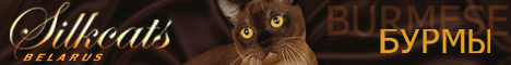 Silkcats