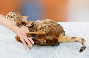 http://www.askcat.ru/images/fotos/kittenbites.jpg