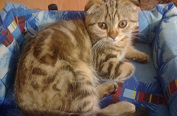 С кем можно вязать шотландскую кошку страйт С кем можно вязать шотландскую кошку страйт
