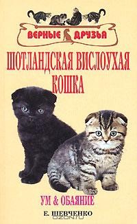 Шотландская вислоухая кошка.