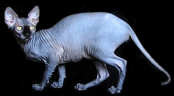 ������ �������